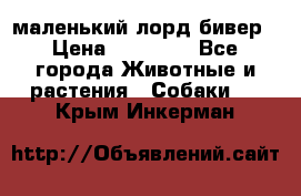 маленький лорд бивер › Цена ­ 10 000 - Все города Животные и растения » Собаки   . Крым,Инкерман